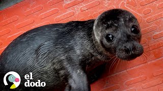 Cría De Foca Huérfana Le Ladra A Cualquiera Que Intente Limpiar Su Bañera El Dodo
