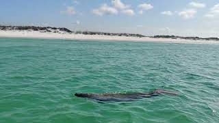 Shell Island Tours in Panama City Beach Florida Top-rated Experiences #shorts #panamacitybeach