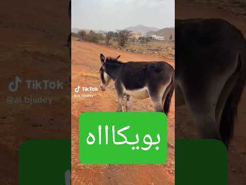 بويكاه