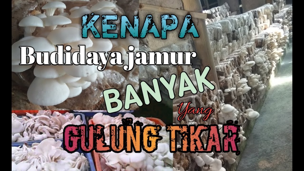 BERAPA keuntungan BUDIDAYA JAMUR TIRAM YouTube