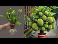 Great Technique For Grafting Jackfruit Trees Using Bananas, how to growing jackfruit trees