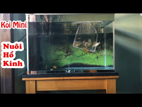 Video Nuôi Cá Koi Mini Bằng Hồ Kính - Breeding mini koi fish... - youtube