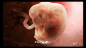 (مراحل خلق الانسان)تلاوة رائعة للشيخ ماهر المعيقلي من سورة المؤمنون |Formation of Human stages