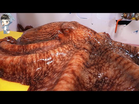 KOREAN STREET FOOD GIANT OCTOPUS DEVIL FISH KOREA SEAFOOD MARKET 포항 송도활어회센터 문어 090321