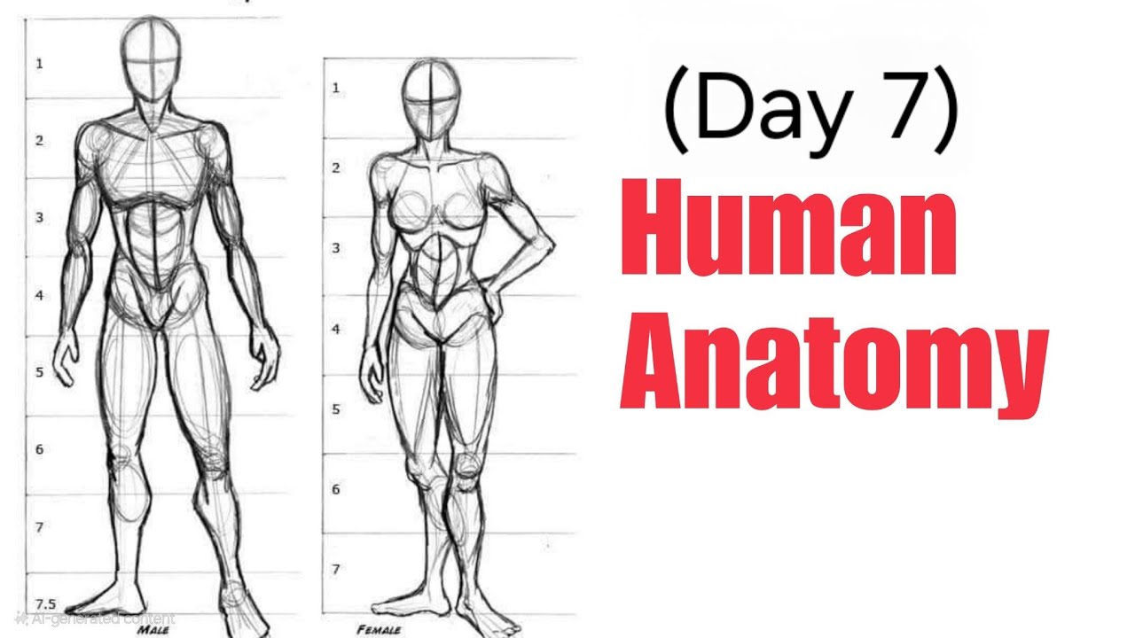 How to Draw Basic Human Figure (DAY 7) Step by Step - YouTube