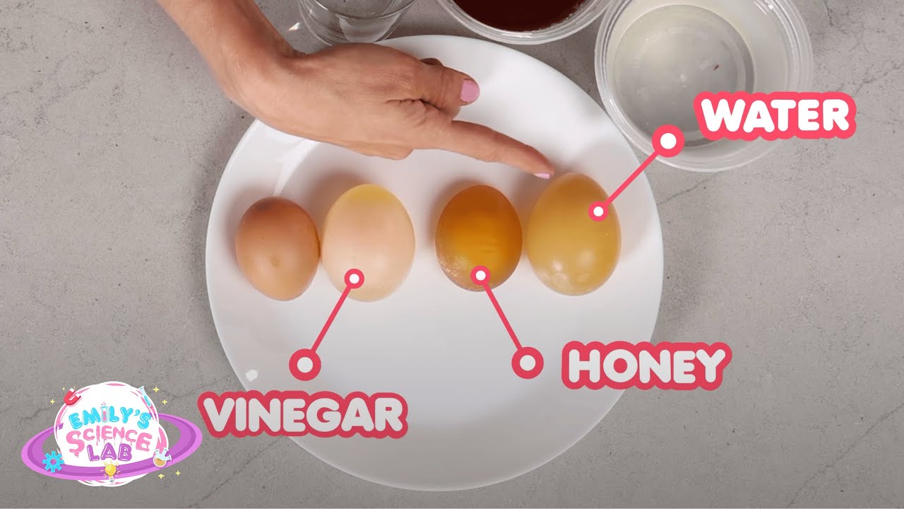 Growing and Shrinking Egg - Egg Osmosis Experiment - Emily's Science Lab