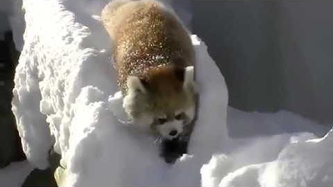 Red Pandas Playing In Snow