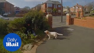 Dog walker FALLS INTO A BUSH after closing front door!