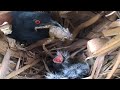 #EP2.Greater coucal  Feed the frogs [ Review Bird Nest ]