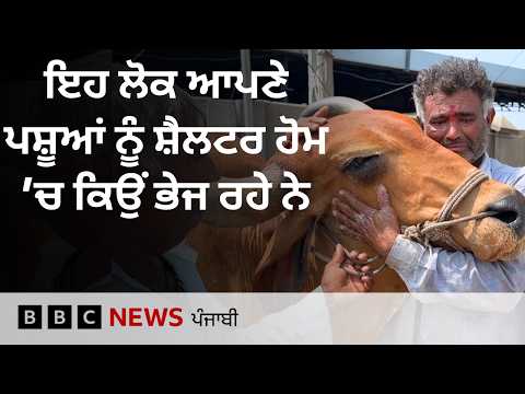 Farmers ਆਪਣੇ ਪਸ਼ੂਆਂ ਨੂੰ ਸ਼ੈਲਟਰ ਹੋਮ ਭੇਜਣ ਲਈ ਹੋਏ ਮਜਬੂਰ, ਇਨ੍ਹਾਂ ਕਾਰਨਾਂ ਕਰਕੇ ਚੁੱਕਿਆ ਕਦਮ| 𝐁𝐁𝐂 𝐏𝐔𝐍𝐉𝐀𝐁𝐈