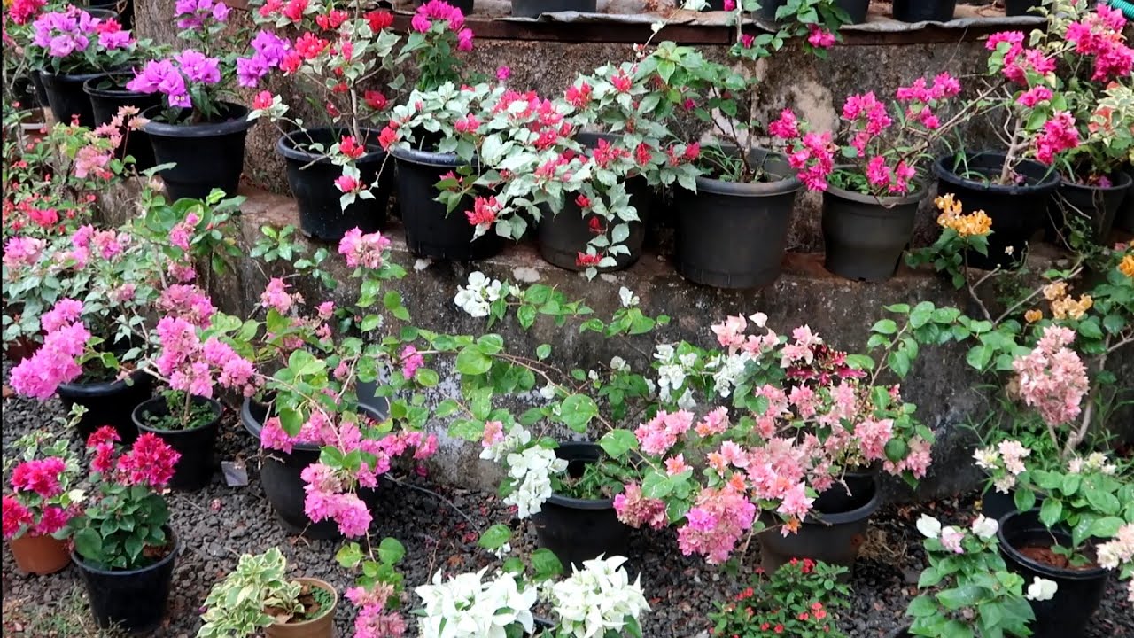 40 Variety Bougainvillea Collections പൂക്കളുടെ  ലോകം ഈ വീട്ടുമുറ്റം