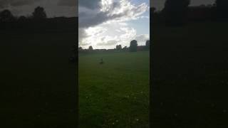 Pw 50 Harrison Littlewood 6 Yrs Old