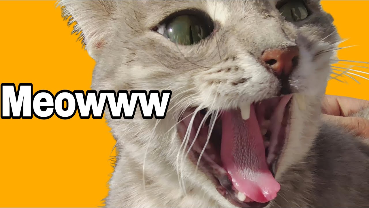 My Cat Made Her Own Vlog 😂 | Cute & Funny Cat Video