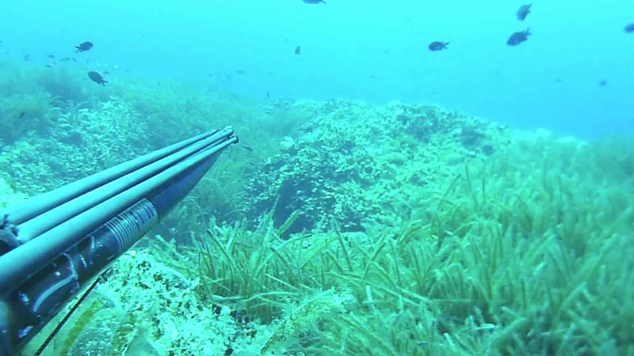 RICCIOLA ENORME 70 KG, HUGE AMBERJACK SERIOLA DA RECORD