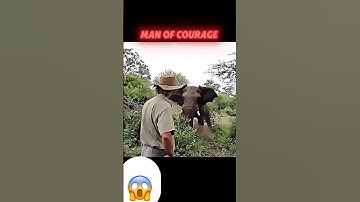 Everyone Runs from the Elephant… Except This Man! #trending #animals #wildlife #elephant #shorts