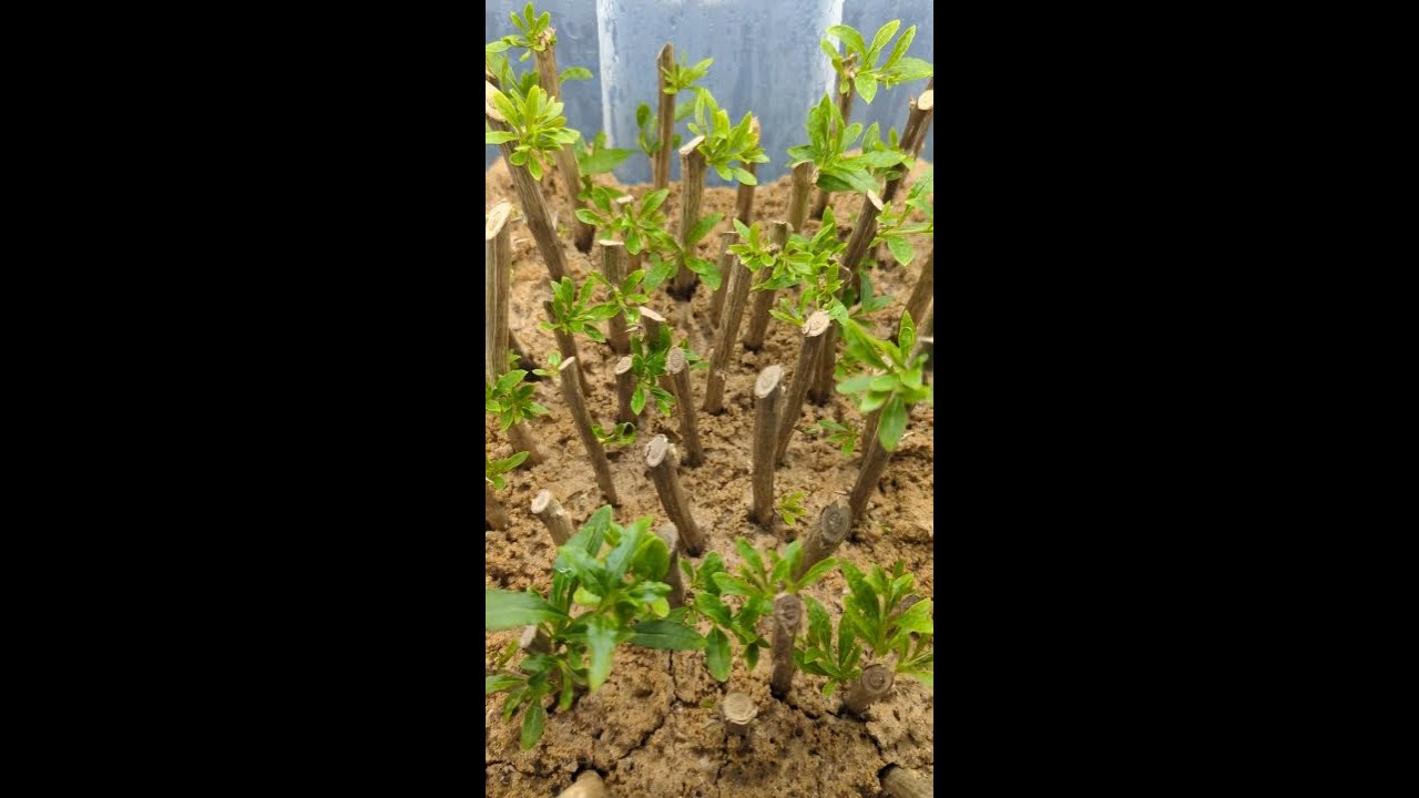 Fast & Successful Propagation: Fig Cuttings & Goji Berries with Sand Method 