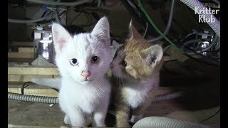 Kittens Play With Dangerous Electrical Wire In The Ceiling | Kritter Klub