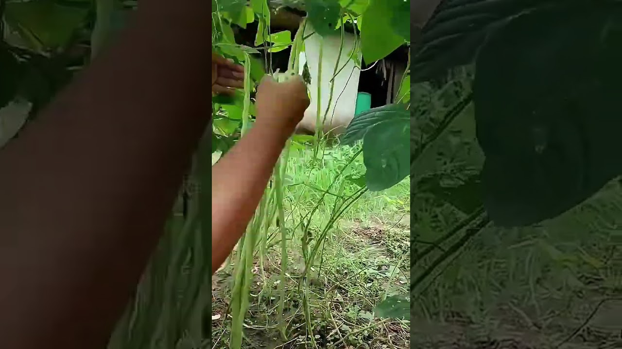 The Ultimate Yard Long Beans 🫘 Growing in My backyard 