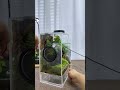 A year update on my terrarium – time to trim off the dead branches.