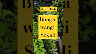 Download Lagu Arum Dalu Si Bunga Parfum Taman #arumdalu #bungaarumdalu #bungawangi MP3