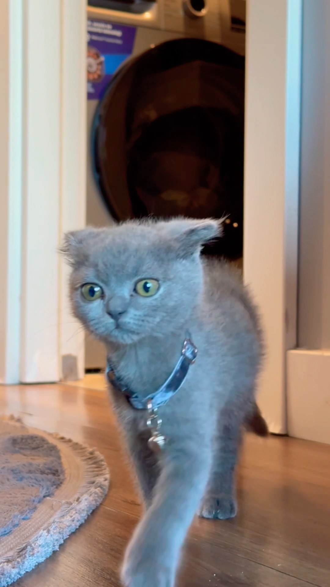 Cute ❤️??❤️?? #cat #cats