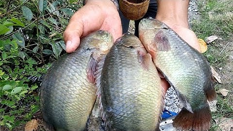 câu cá rô đồng, không thể tin nổi bầy cá rô khủng trốn trong hang @TAMCARO