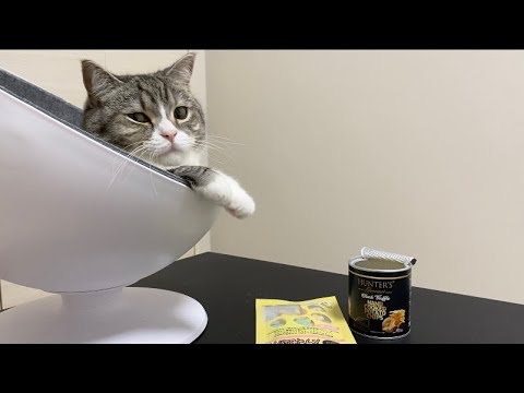 飼い主だけが美味しそうにおやつを食べてたら猫がこうなったw