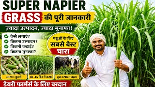 Super Napier Grass Kaise Lagaye // पशुओं के लिए सबसे अच्छी चारा कौन सी है।  