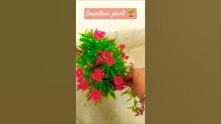 pinching to get more flowers 🌹🌺 in daynthus #gardening #nature #viral