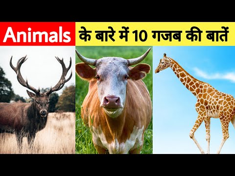 Top 10 Most amazing animal facts | Interesting animal facts | #shorts #facts