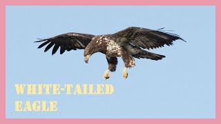 Sea white tailed eagle sound effect and call!