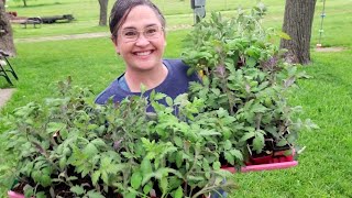 Don't Skip this Crucial Step before Planting Seedlings - The How and Why on Hardening off Seedlings by 6 Hearts on 6 Acres 844 views 3 weeks ago 15 minutes