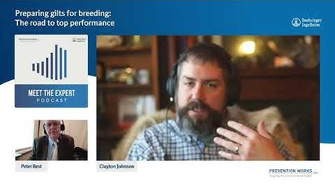 Preparing gilts for breeding: The road to top performance