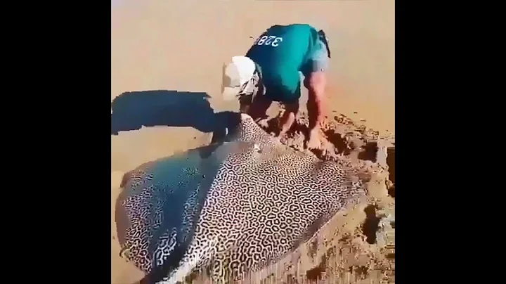 Oddly Satisfying Video EP 49