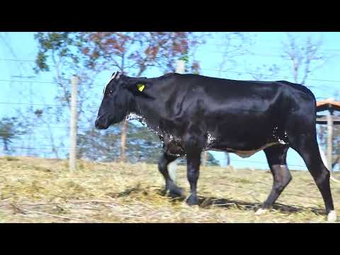 LOTE 53 Dreux 2323-CP Fachada 7732-CO Genésia 7736-CO