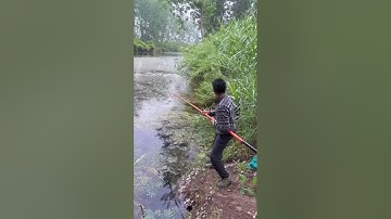 Câu cá lóc - Nhấp cá lóc siêu phẩm #caucaloc #lurefishing #cauloc #caulure #cauca