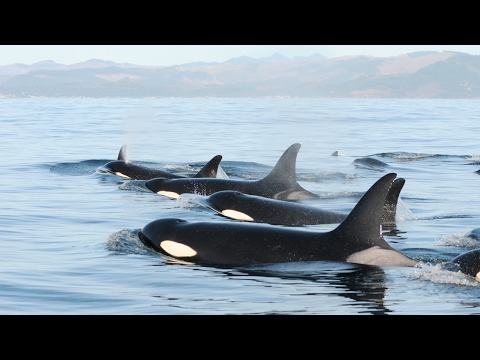 Video: Recolección de mascotas: Baby Boom para las orcas de Puget Sound, Choupette de Lagerfeld gana $ 3 millones