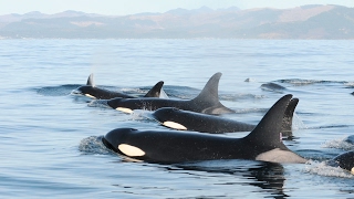 Recovering the Southern Resident Killer Whale with Research and Conservation