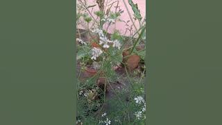 #dhonepata bijjg arfool🪴🌿💕❤️