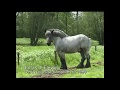 National champions of the Belgian draft horse breed in the years around 2000