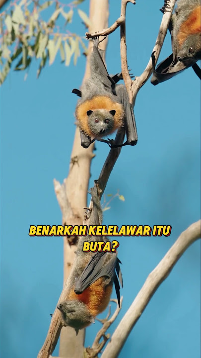 Download lagu ternyata kelelawar tidaklah buta, ini faktanya #trending #faktaharian #faktaunik #fakta #shorts