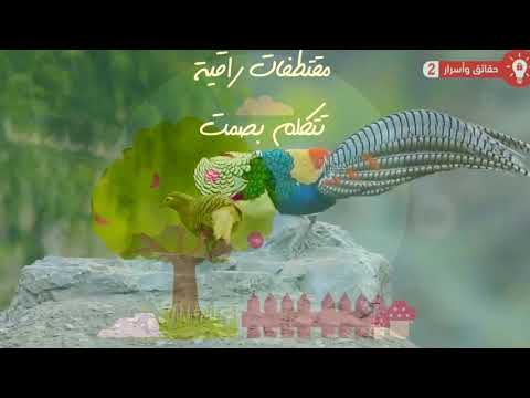 أجمل أنشودة عن إعجاز قدرة الله عز وجل وأغرب سلالات الطيور في العالم مقتطفات راقية تتكلم بصمت 