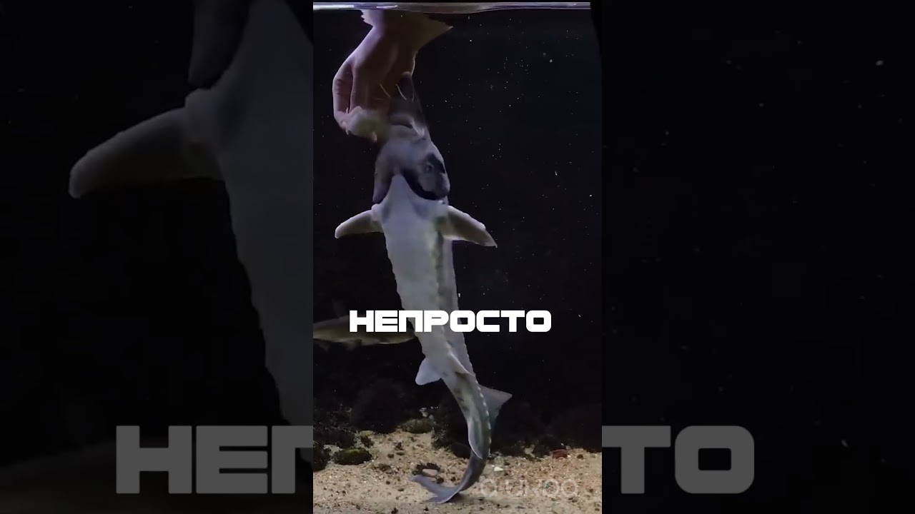 Бестер. Идеальная рыба! Гибрид белуги и стерляди. 