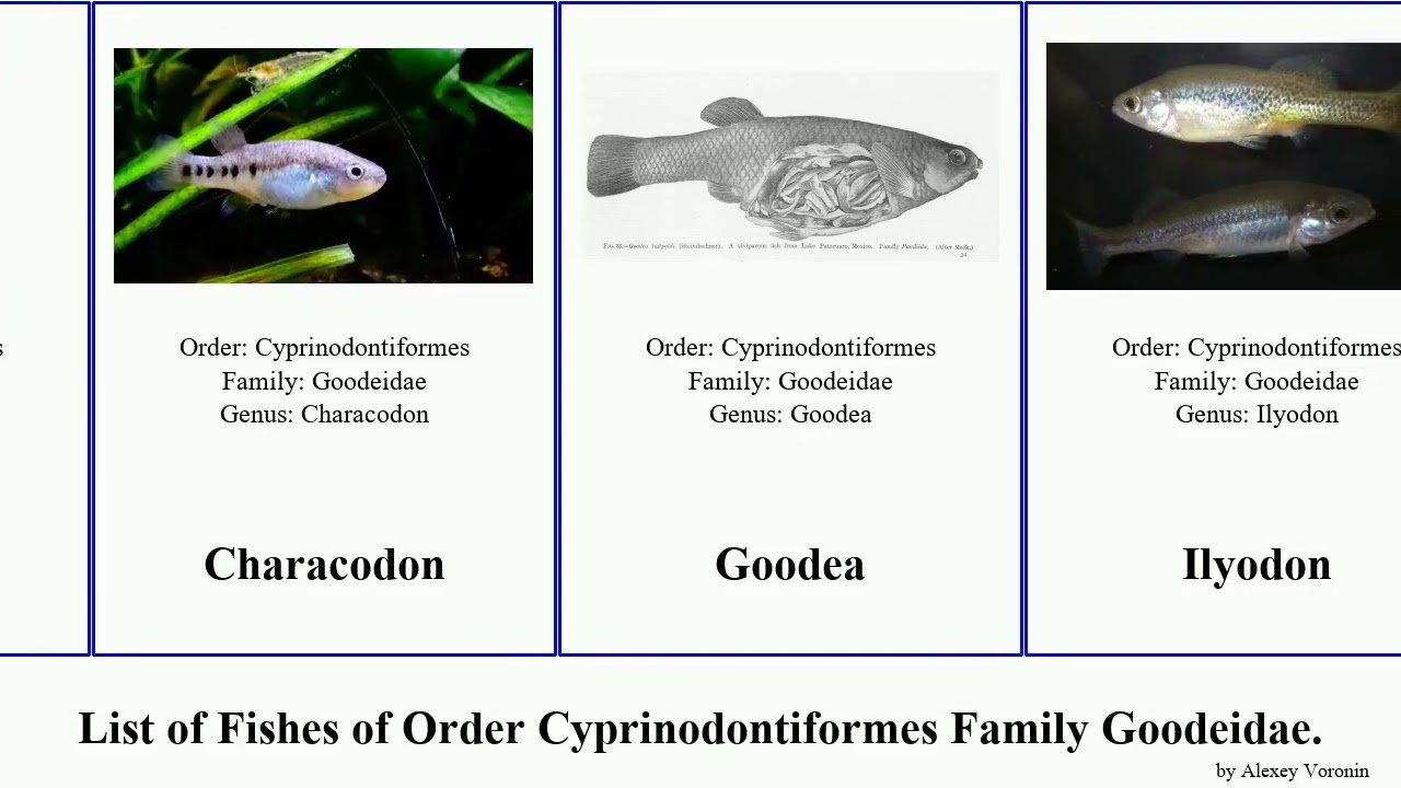 Fishes of Order Cyprinodontiformes Family Goodeidae Empetrichthyinae Chapalichthys Zoogoneticus