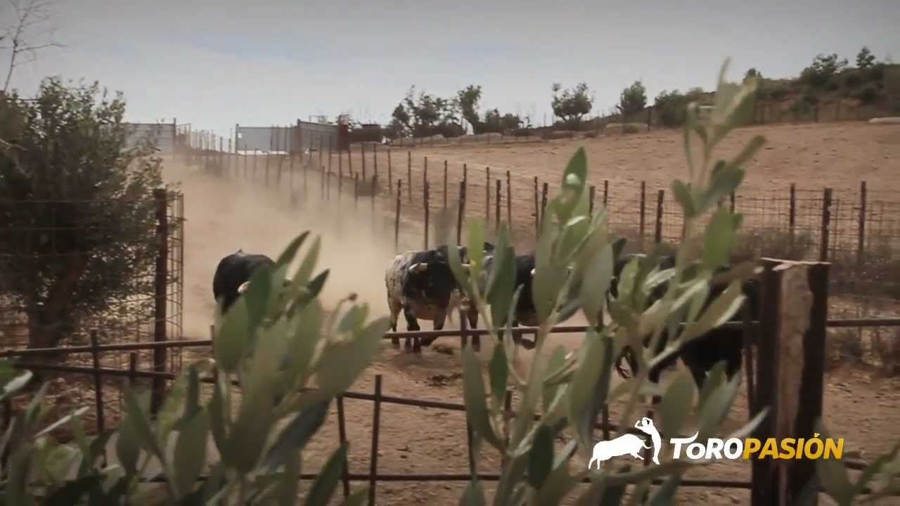 Toropasión - Toros de Palha, Miura, Cebada para la Feria del Pilar de Zaragoza 2012