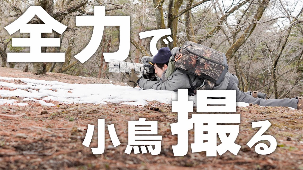 ちょっと撮るのが難しい野鳥はこうやって撮ります。