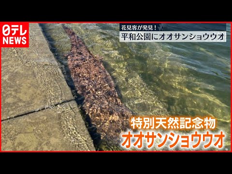 【驚きの出来事】オオサンショウウオ現れる 広島市・平和公園