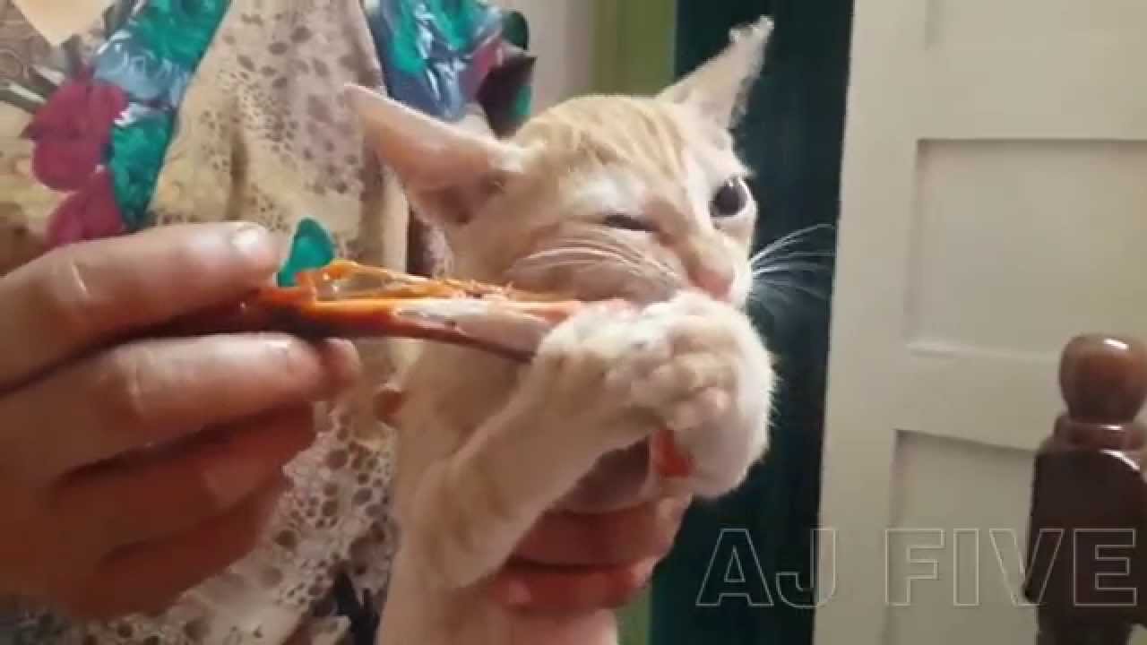 My Cute Cat Eating Chicken Awesome Funny 1 AJ FIVE YouTube