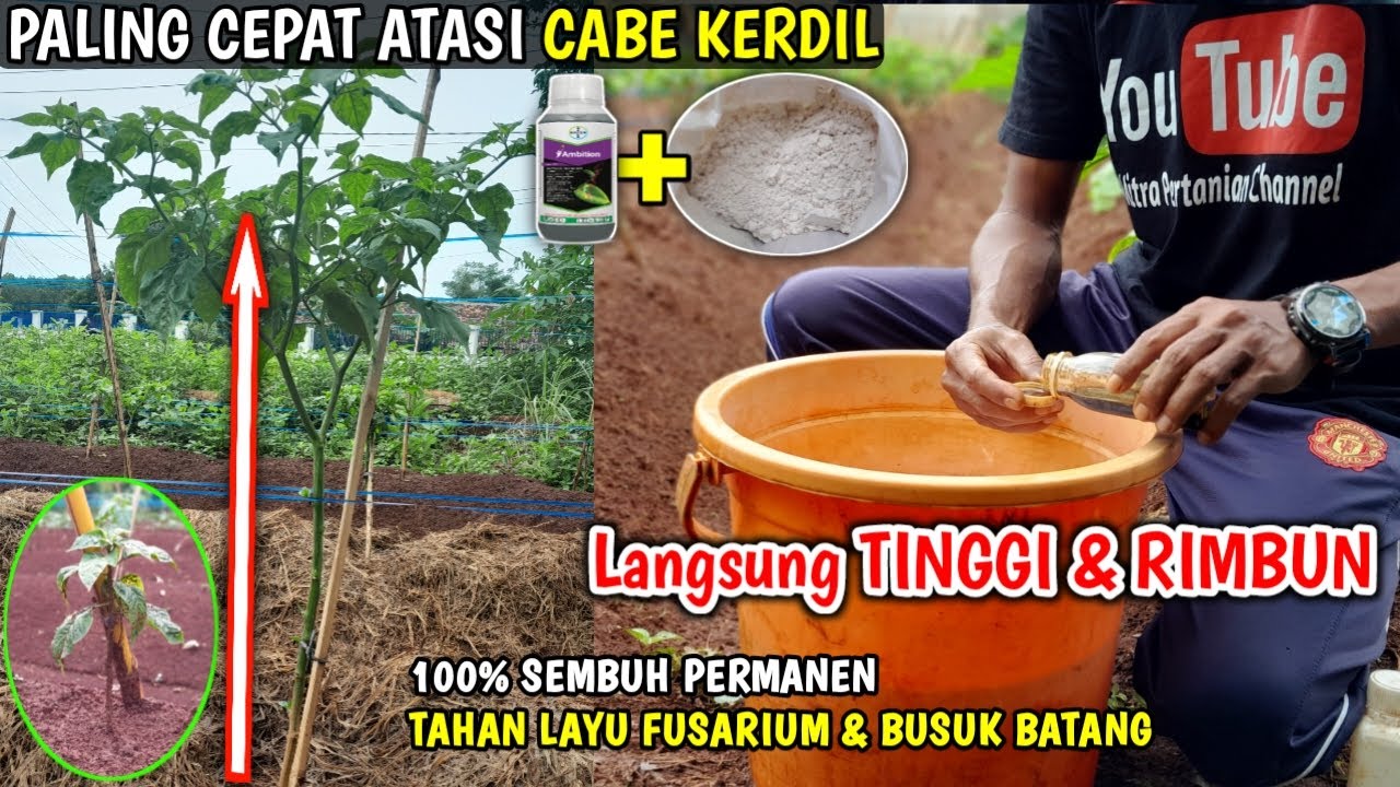 🟣 Cara atasi CABE KERDIL/tumbuh lambat | Langsung Tinggi & Rimbun | 100% sembuh Permanen | #ambition