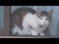 窓辺の猫